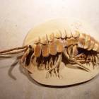 Bachflohkrebs Gammarus