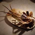 Eintagsfliegenlarve Ecdyonurus