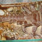 Eintagsfliegenlarve Ecdyonurus