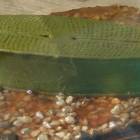 Kieselalge Navicula